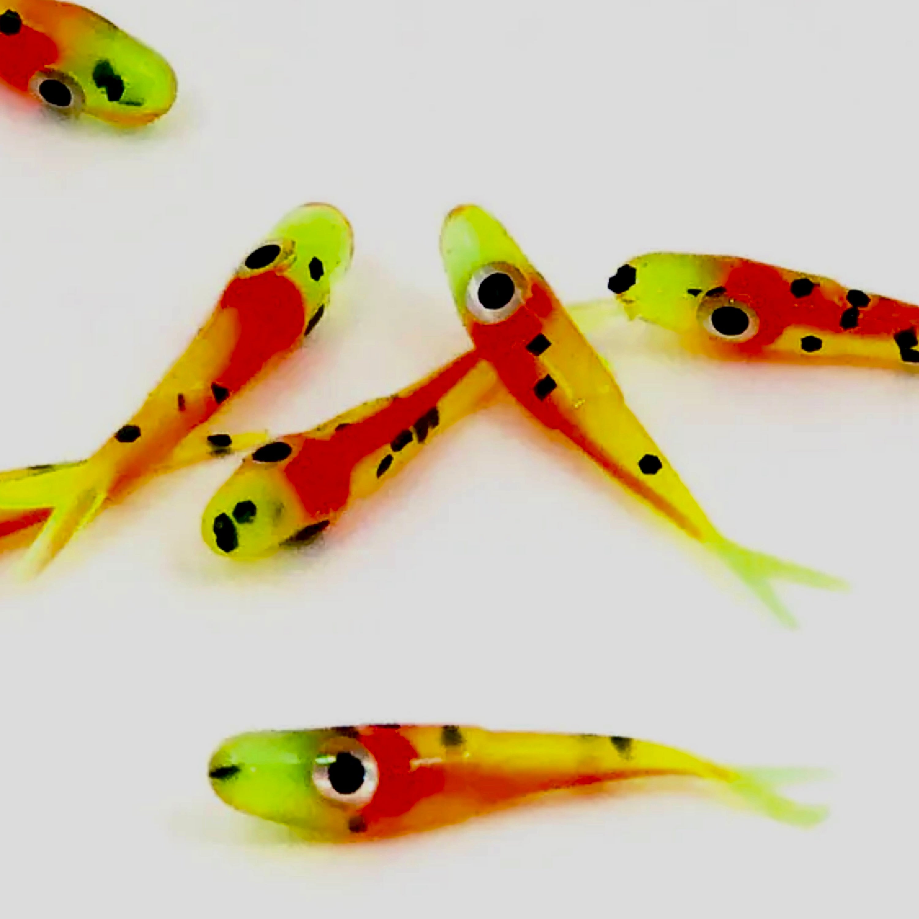 Micro Minnow – Roadside Minnows