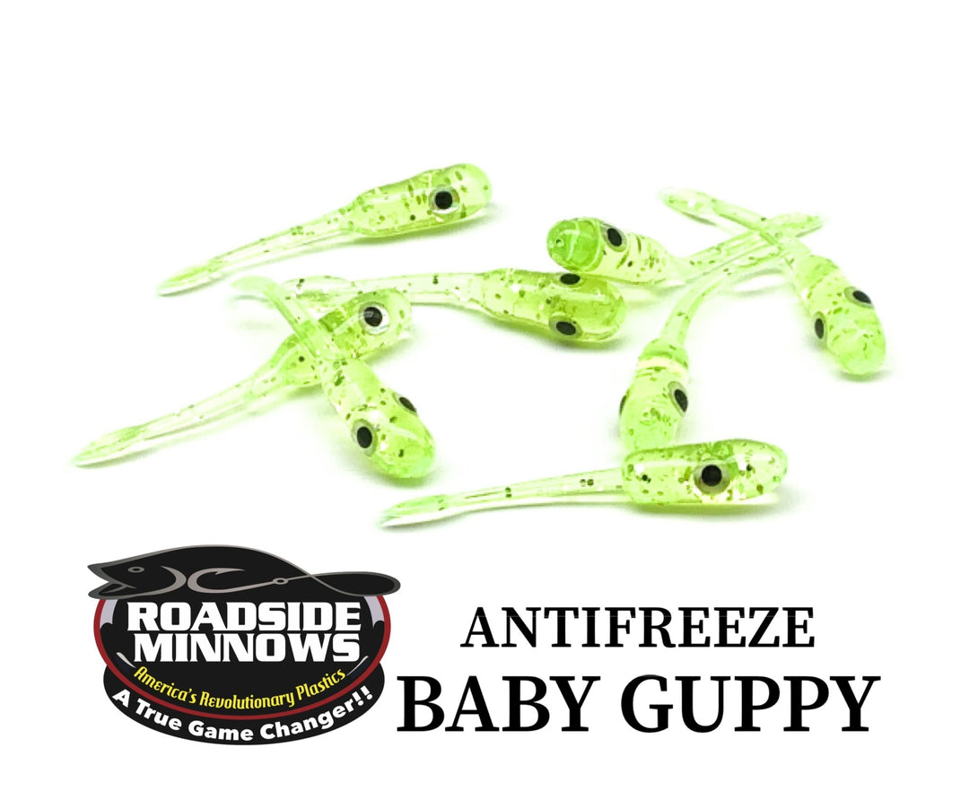 Baby Guppy - Roadside Minnows