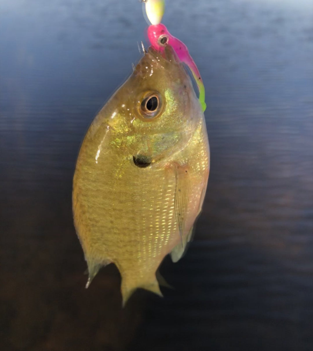 Baby Guppy - Roadside Minnows