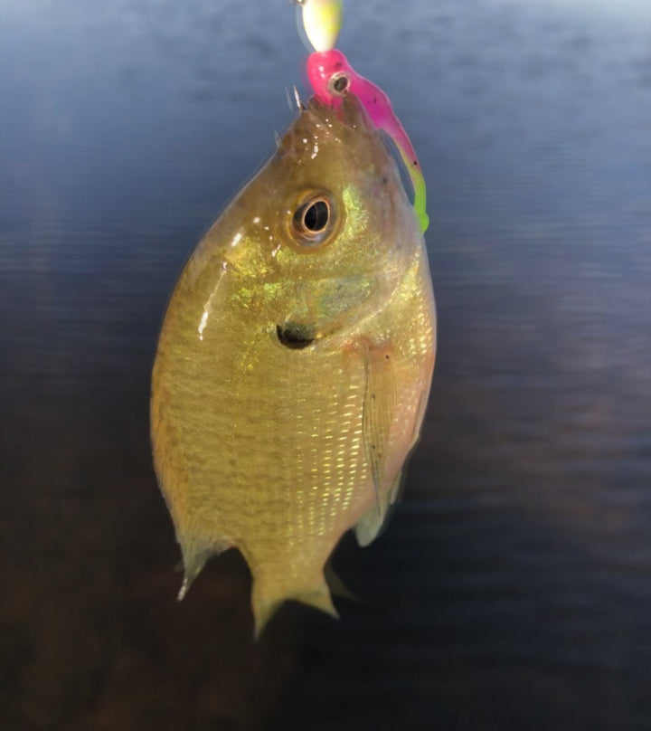Baby Guppy - Roadside Minnows