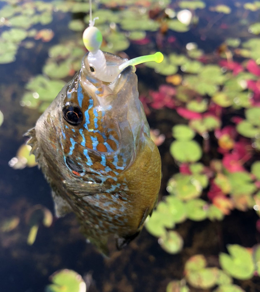 Baby Guppy - Roadside Minnows