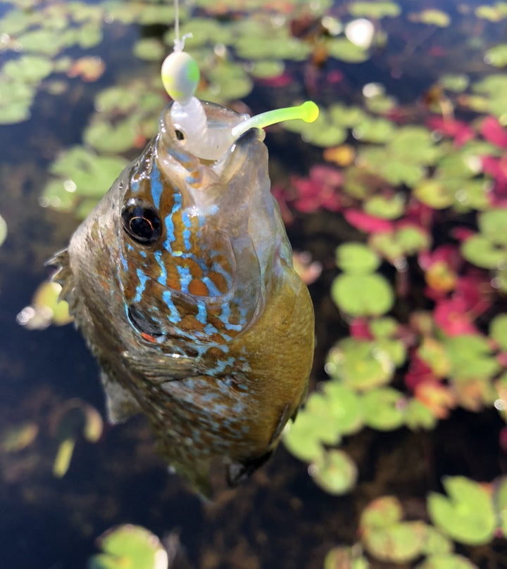 Baby Guppy - Roadside Minnows