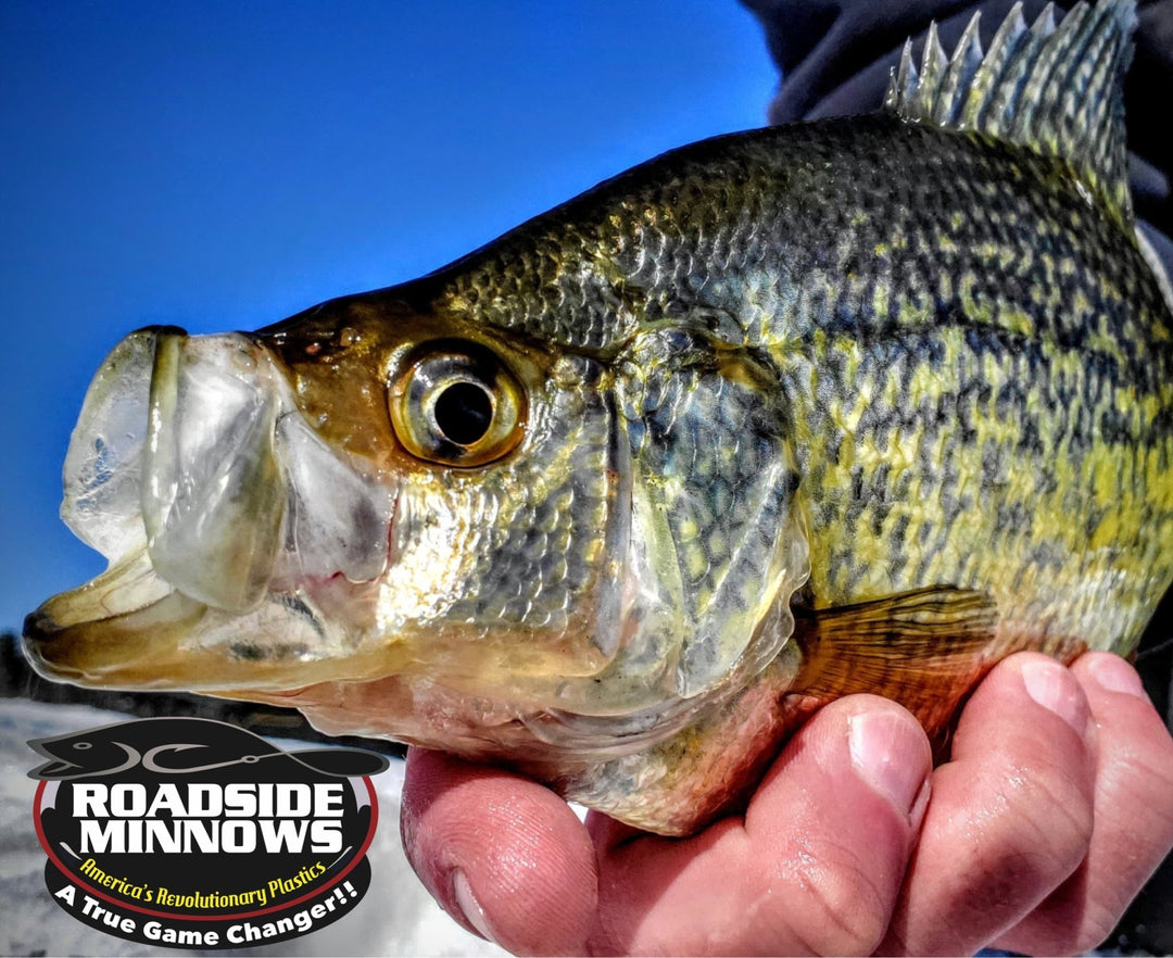 Micro Minnow - Roadside Minnows