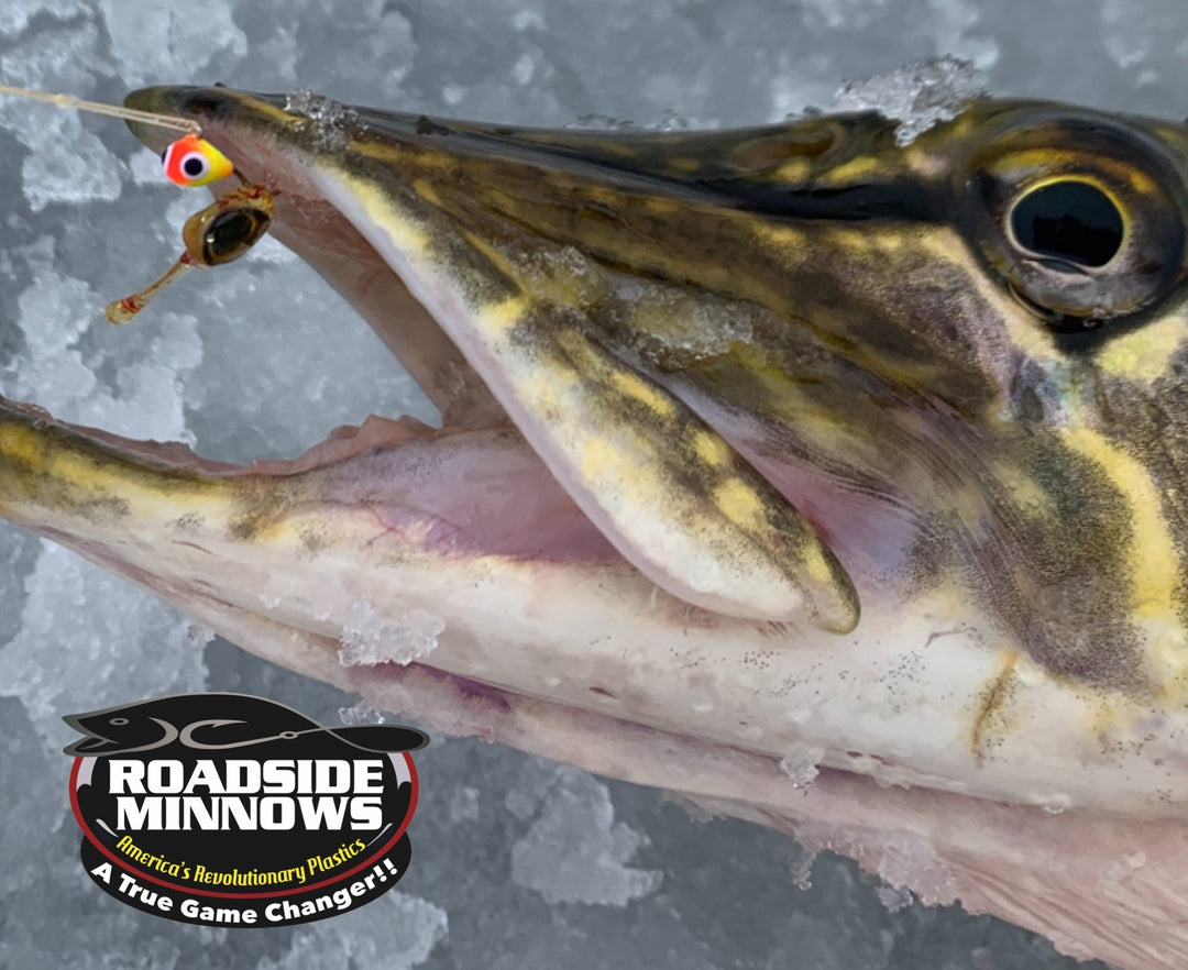 The Original RM Perch Eye™️ - Roadside Minnows