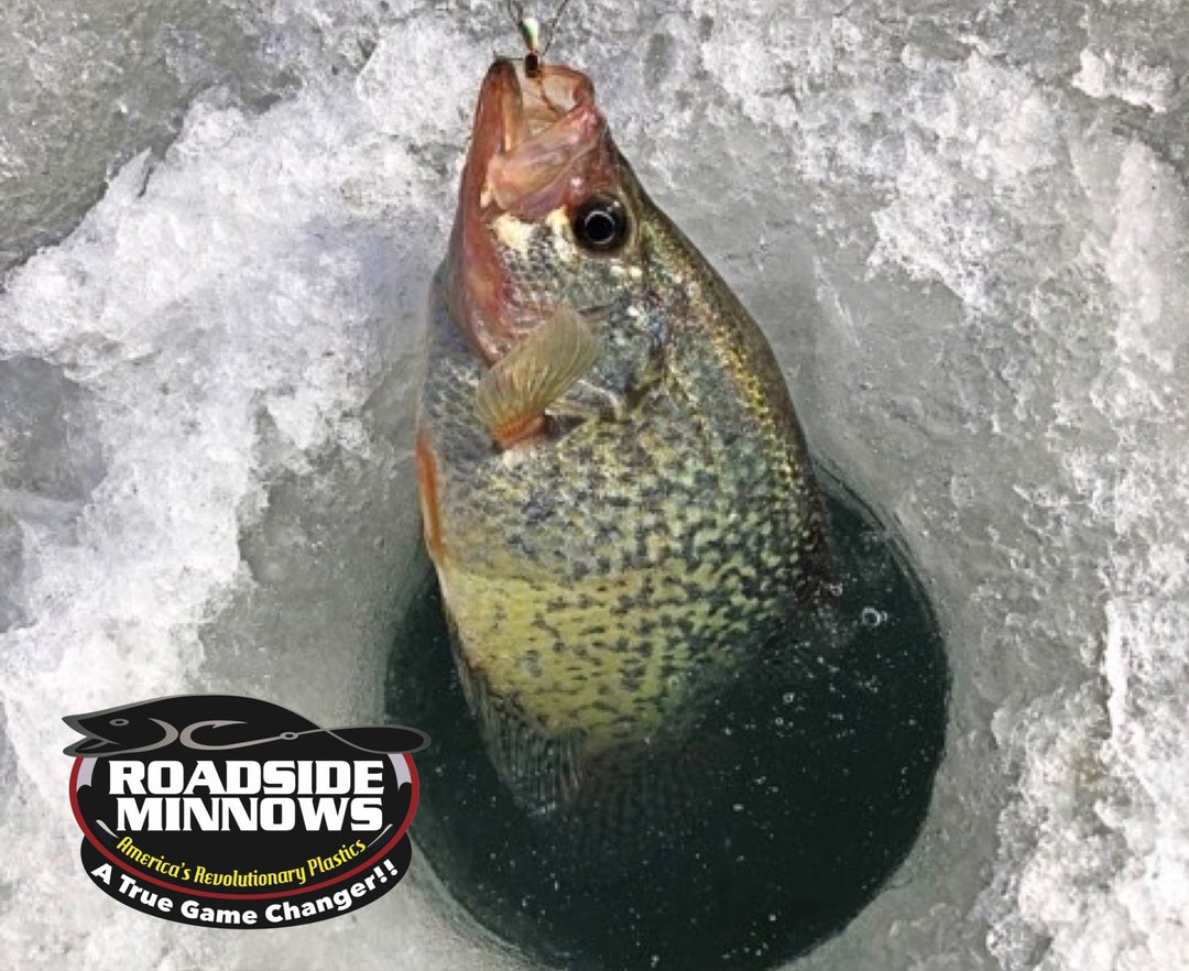 The Original RM Perch Eye™️ - Roadside Minnows