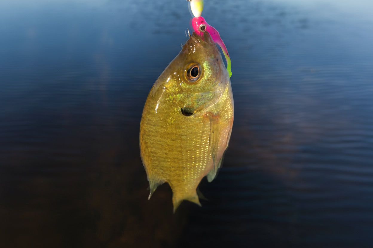BabyGuppi™ 1.25 – Roadside Minnows