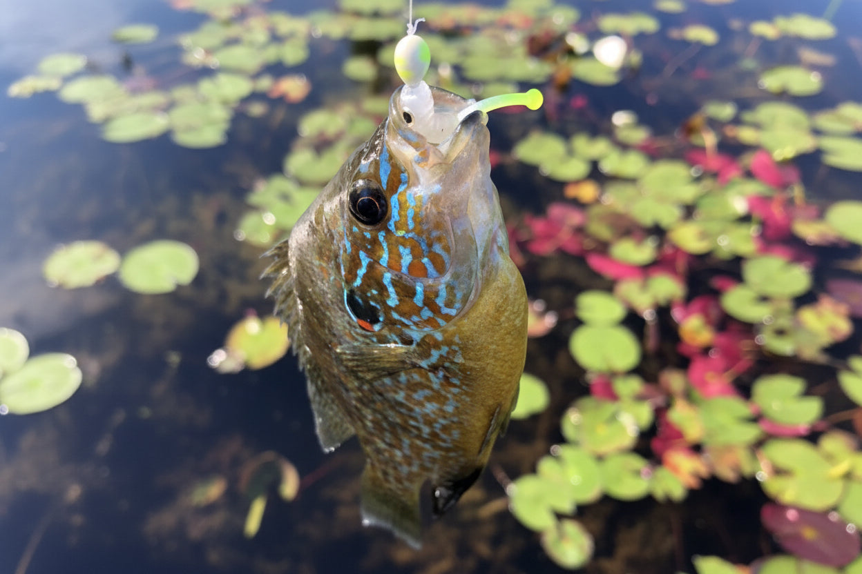 BabyGuppi™ 1.25 – Roadside Minnows