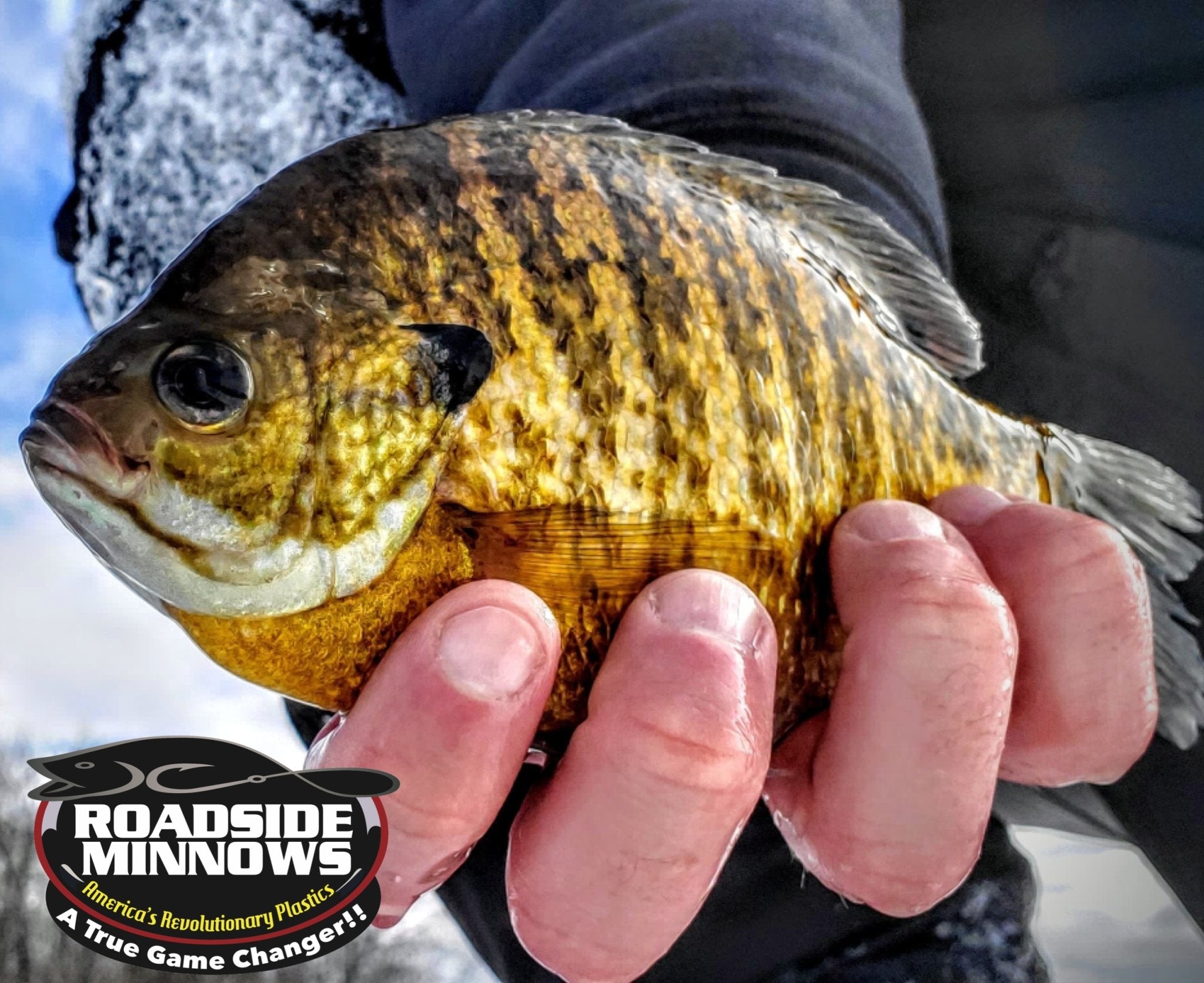 Micro Minnow – Roadside Minnows